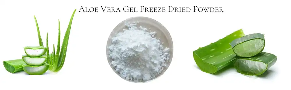 Aloe Vera Gel Freeze Dried Powder Aloe Vera Gel Freeze Dried Powder