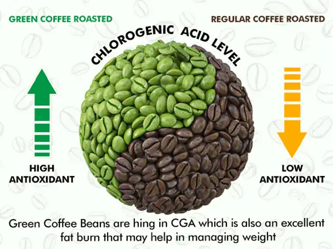 chlorogenic acid powder chlorogenic acid powder