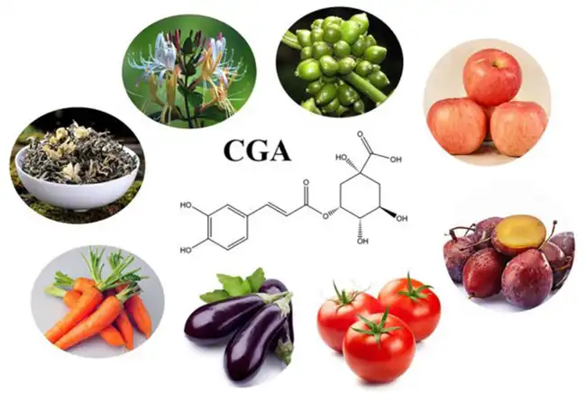 Chlorogenic Acid Chlorogenic Acid