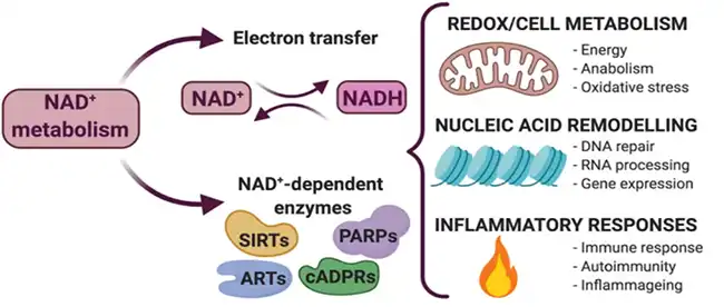 Nicotinamide Nicotinamide