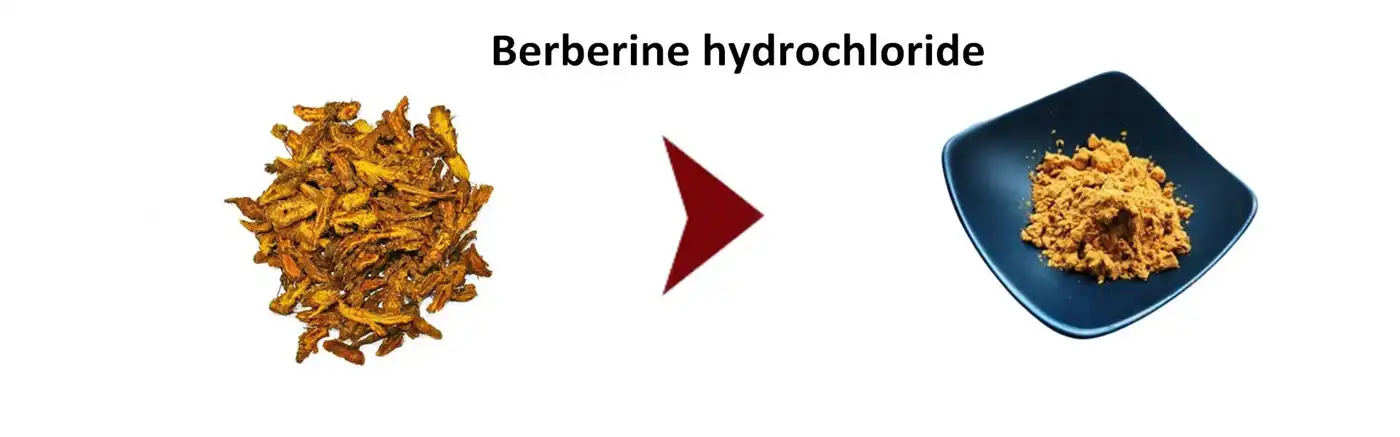 Berberine Hydrochloride
