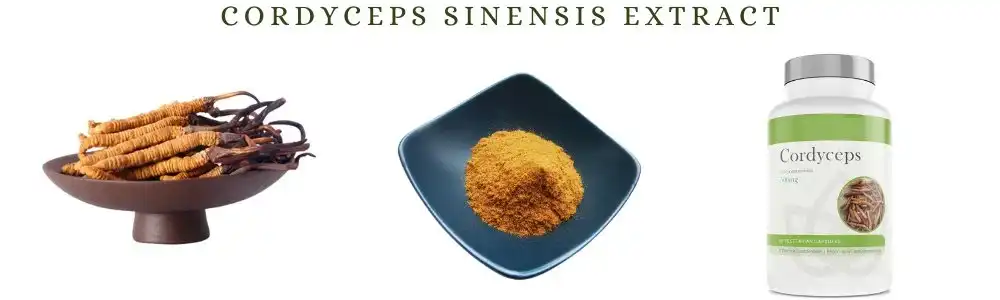 Cordyceps Sinensis Extract Cordyceps Sinensis Extract