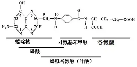Folic Acid