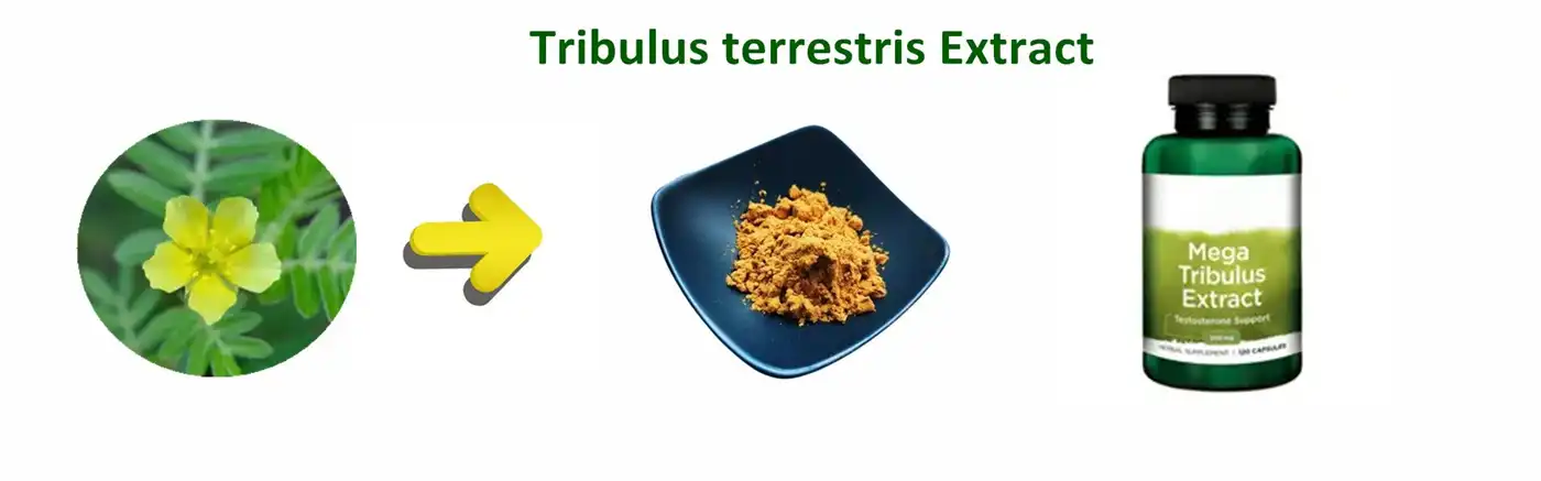 Tribulus terrestris Extract Tribulus terrestris Extract