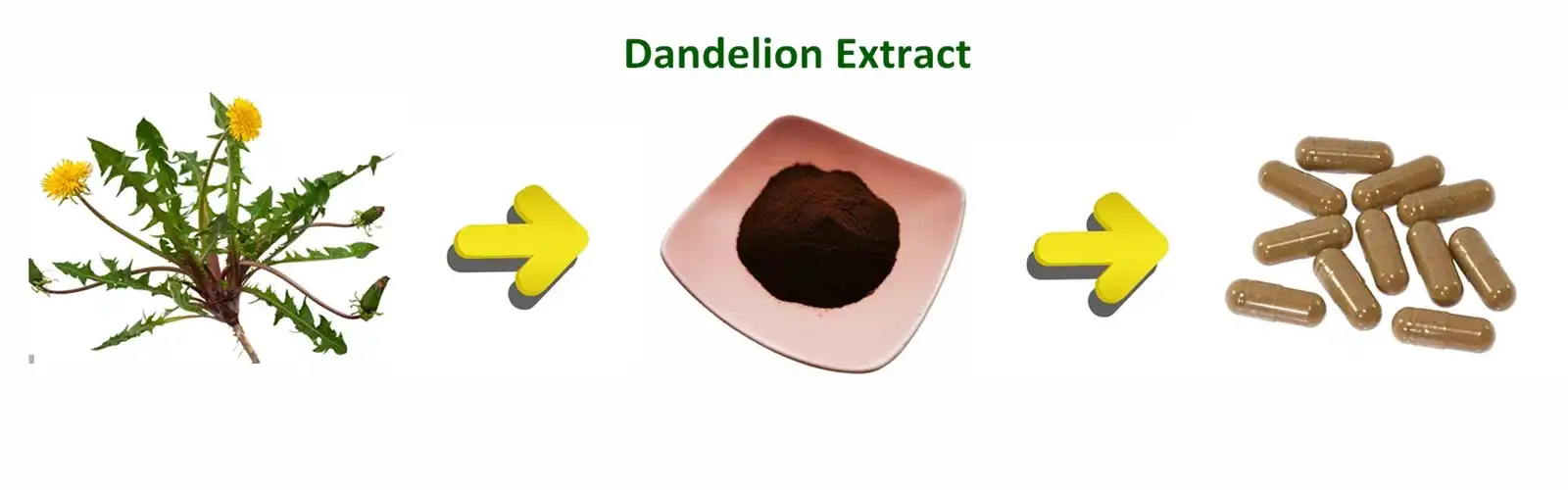 Dandelion Extract powder Dandelion Extract powder