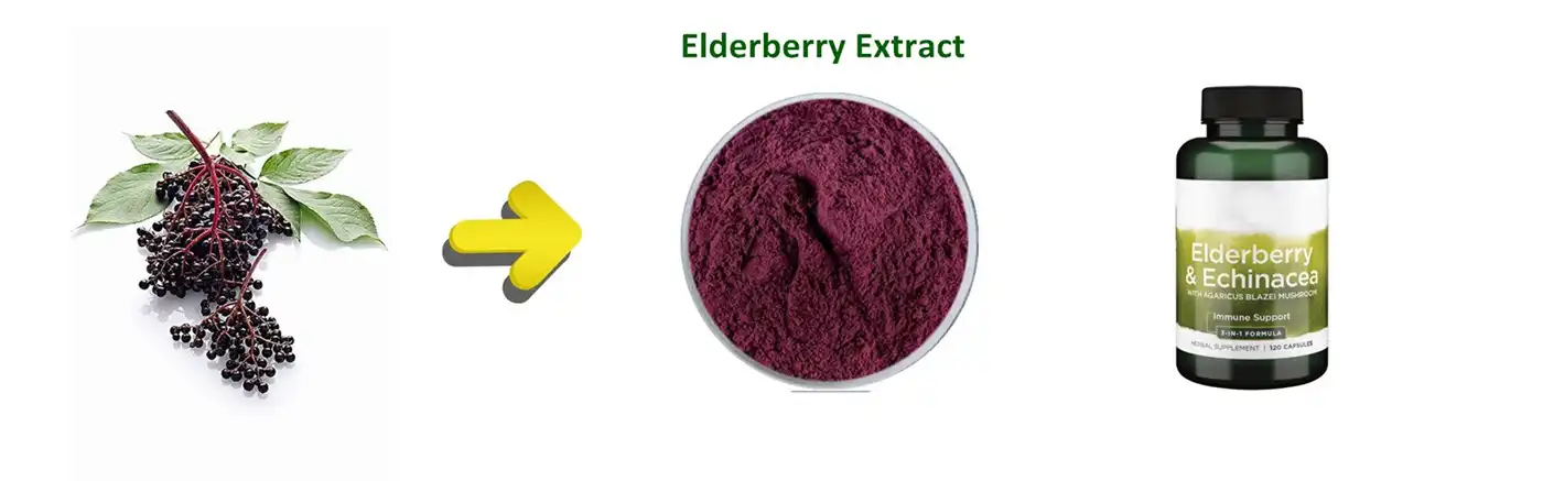 Elderberry Extract Elderberry Extract