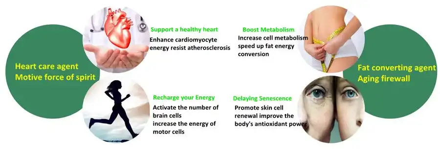 Q10 Powder benefits