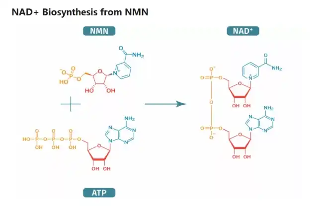 NMN capsules NMN capsules