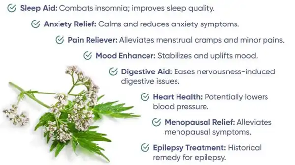 Valerian Root Extract benefits Valerian Root Extract benefits