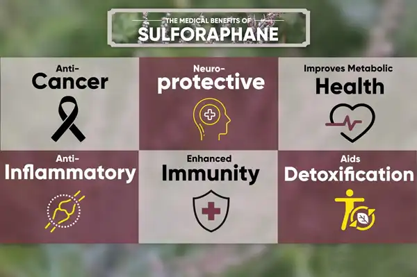 Sulforaphane powder benefits Sulforaphane powder benefits