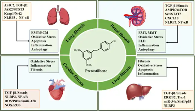 Pterostilbene supplier Pterostilbene supplier