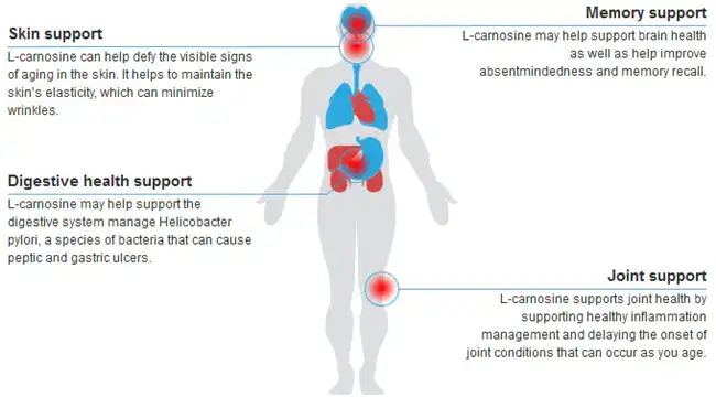 L Carnosine benefits L Carnosine benefits