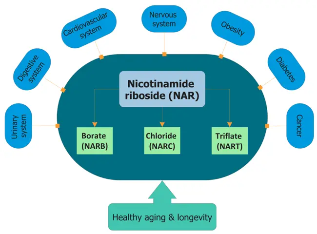 Nicotinamide benefits Nicotinamide benefits