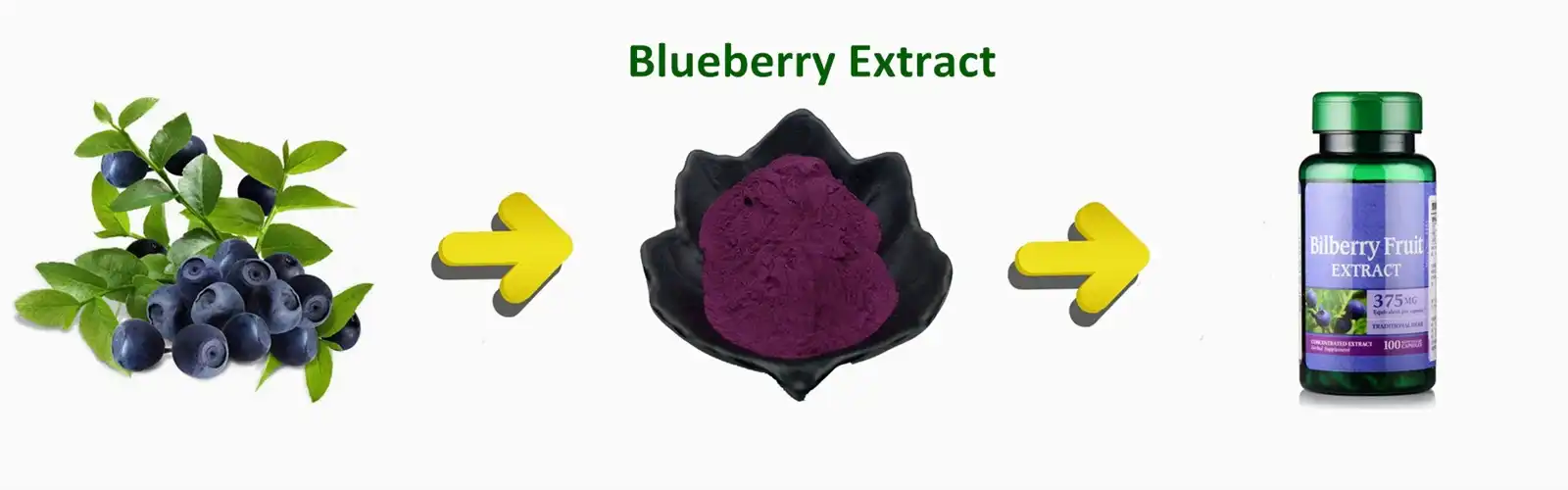 blueberry Extract blueberry Extract