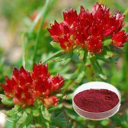 Salidroside Powder