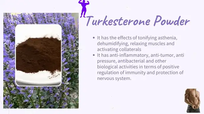 turkesterone Powder