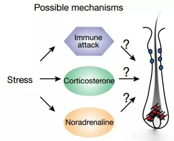 Pure beta sitosterol