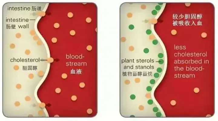 Pure beta sitosterol Pure beta sitosterol