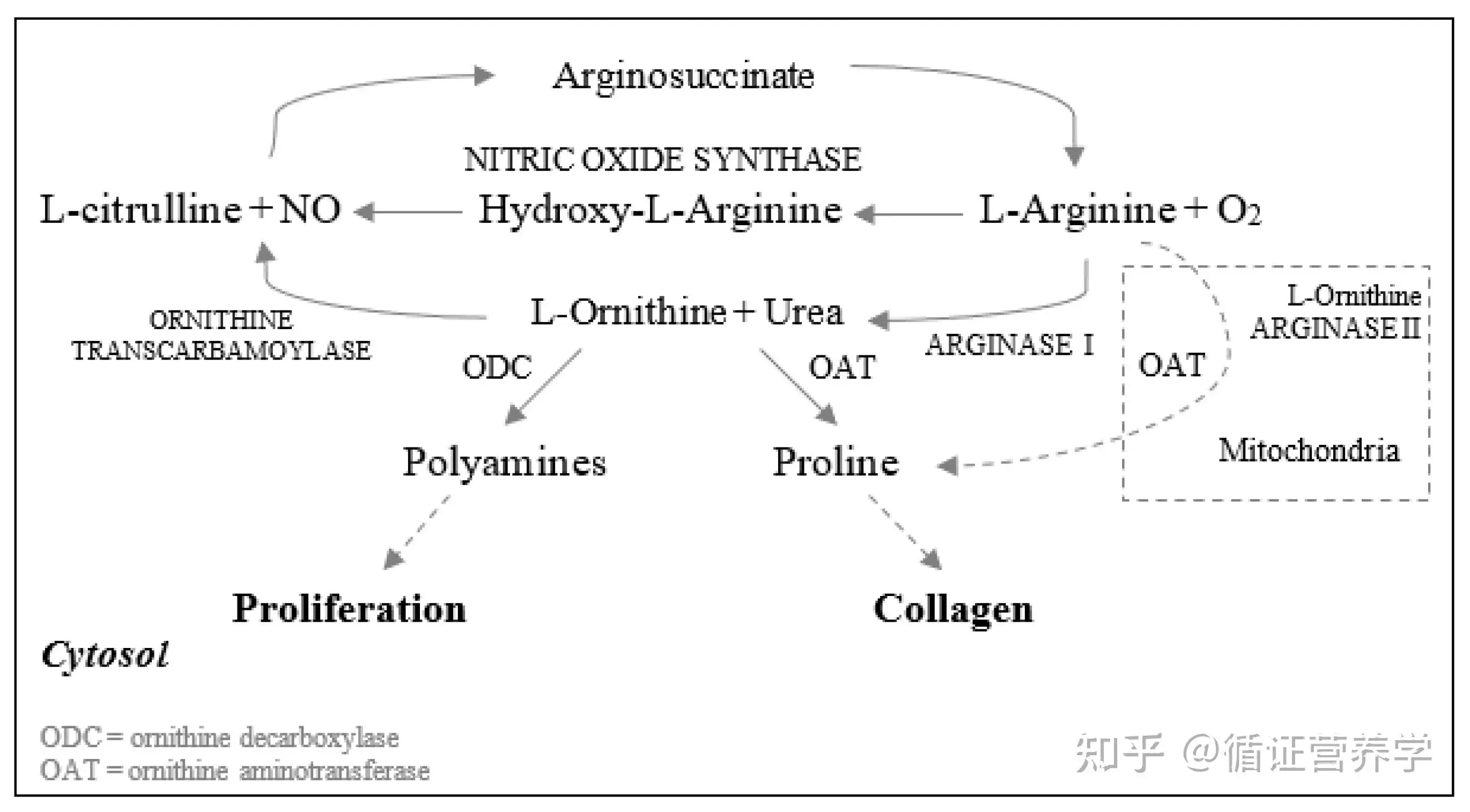 L-Tyrosine powder L-Tyrosine powder