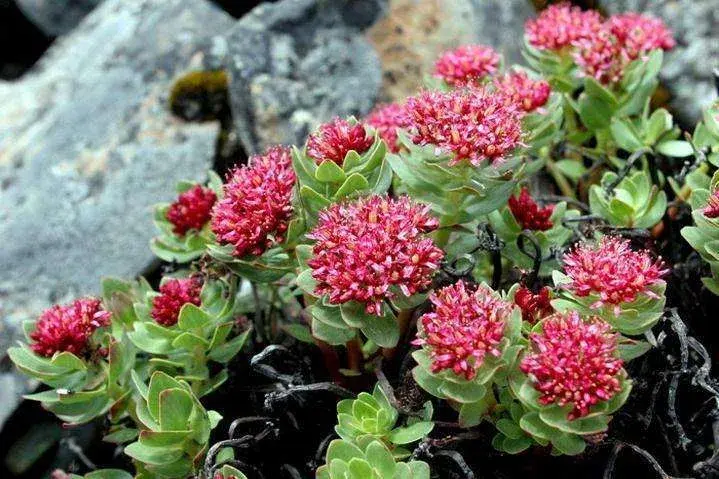 Rhodiola rosea extract powder