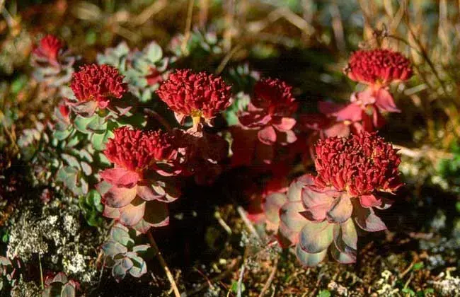Rhodiola rosea extract powder