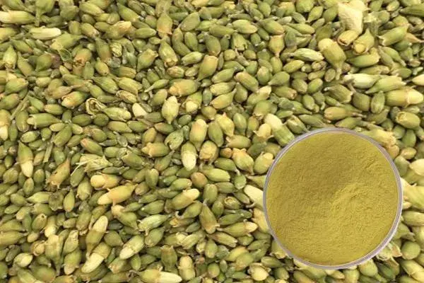 pure quercetin powder pure quercetin powder