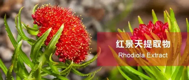 Rhodiola rosea extract powder