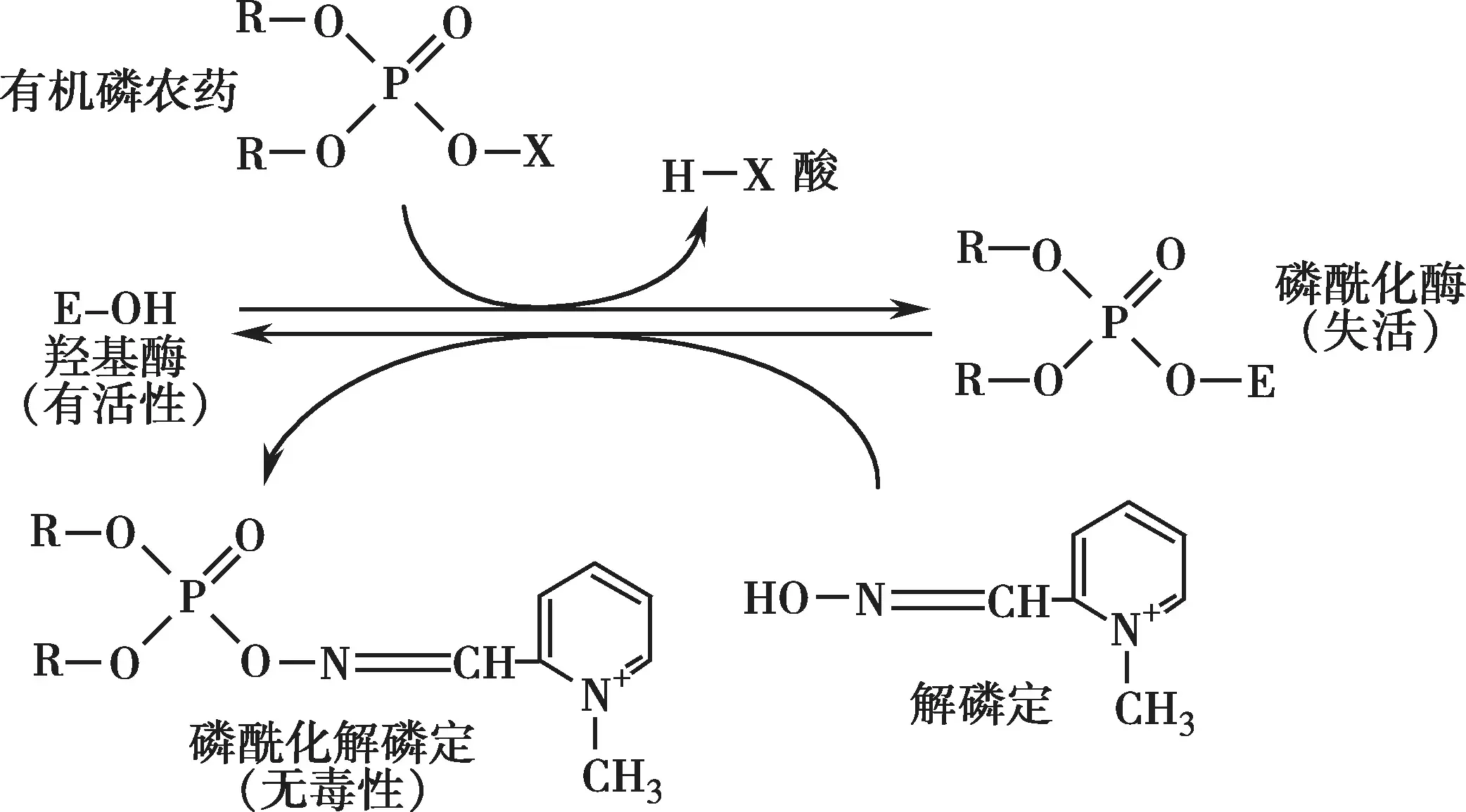 Saw palmetto extract powder, Saw palmetto extract powder,
