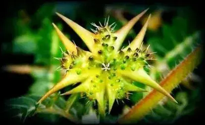 Tribulus terrestris extract powder Tribulus terrestris extract powder
