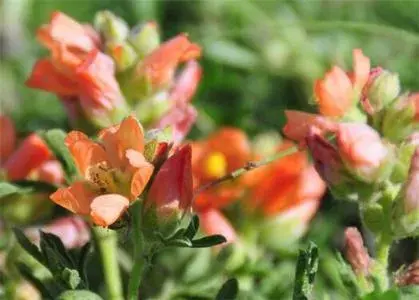 salidroside powder