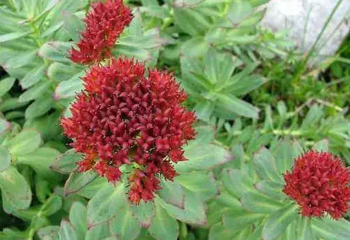 Salidroside powder